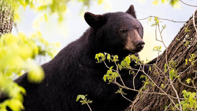 A Virginia man died after a bear in a tree was shot by one of his hunting partners and fell on...