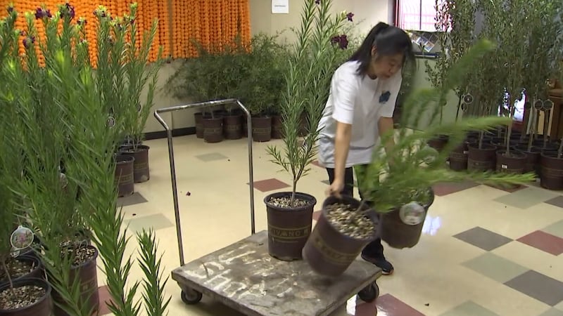 Free trees given out by Clark County