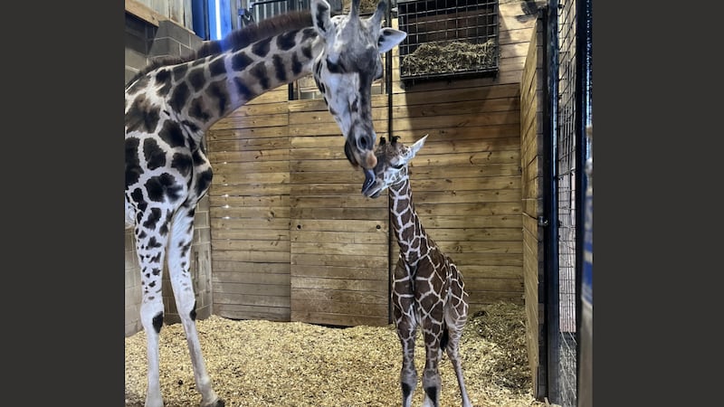 A zoo in Missouri welcomed three baby cheetahs and a baby giraffe in back-to-back months....