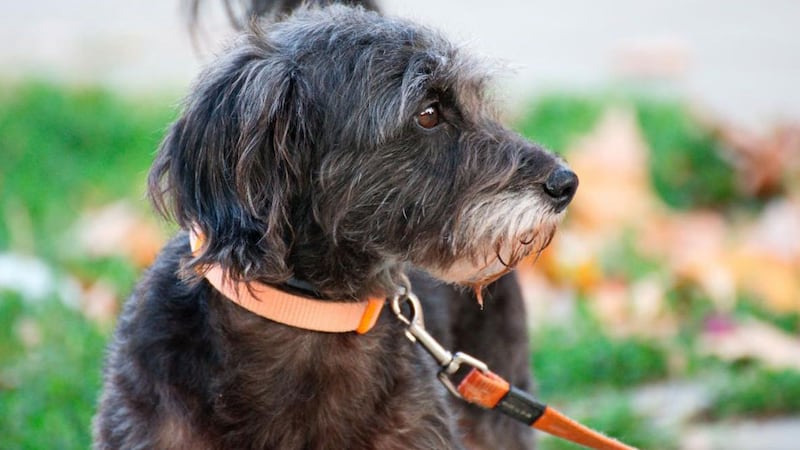 Dog on a leash. Photo provided by Albemarle County