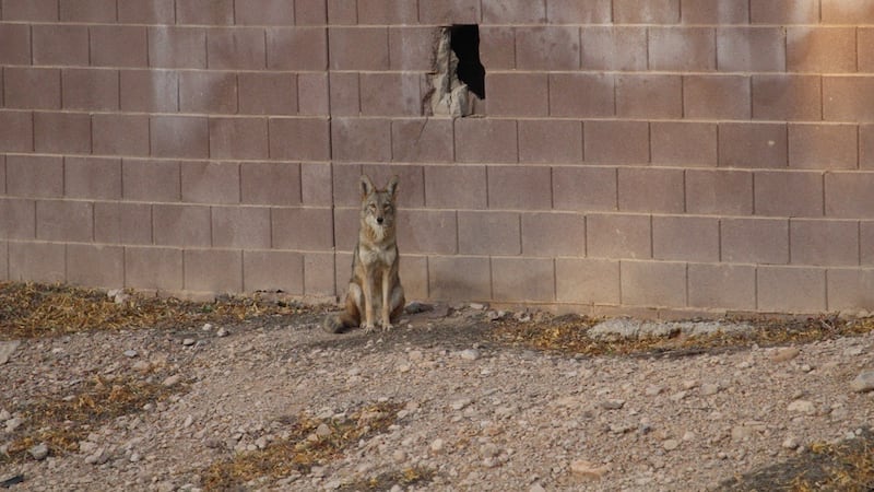 Coyotes in Henderson made a den inside a wall