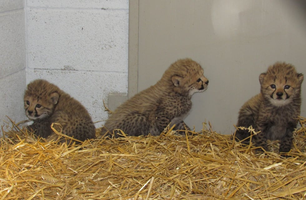 A zoo in Missouri welcomed three baby cheetahs and a baby giraffe in back-to-back months....