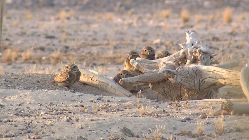 Future of burrowing owl preserve in Northwest Valley neighborhood unclear