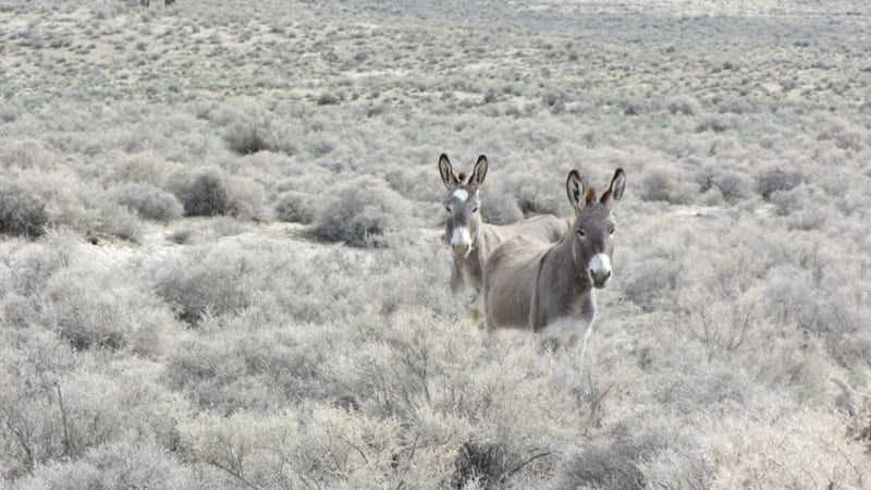 The BLM says the gather will take place on or around March 18