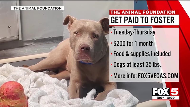 A Las Vegas animal shelter is trying a new way to incentivize fostering: writing a check.