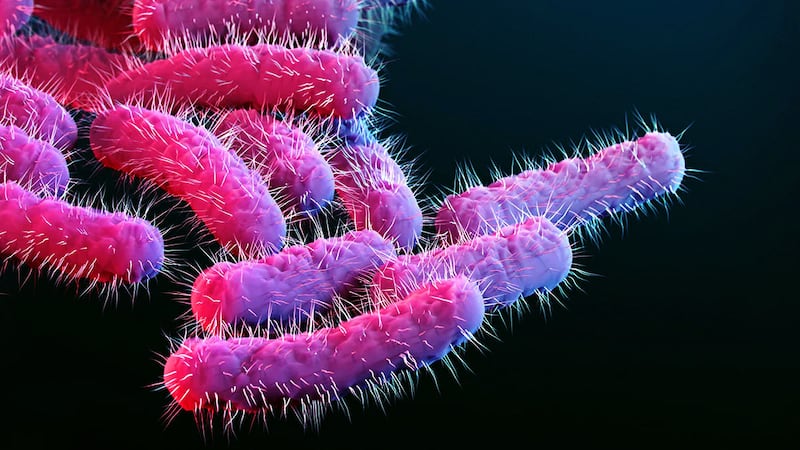 Shigella bacteria that causes Shigellosis .