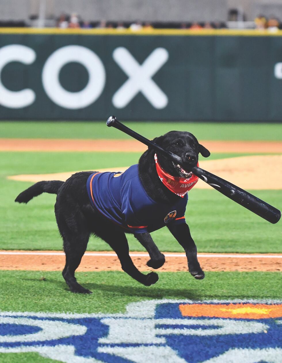 Las Vegas Aviators longtime bat dog dies after nine years with the team.