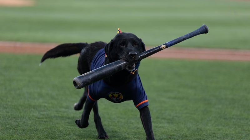 Las Vegas Aviators longtime bat dog dies after nine years with the team.