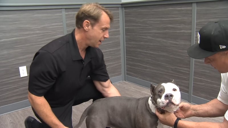 Dr. Sidney Carter (left) is a dog chiropractor in Las Vegas