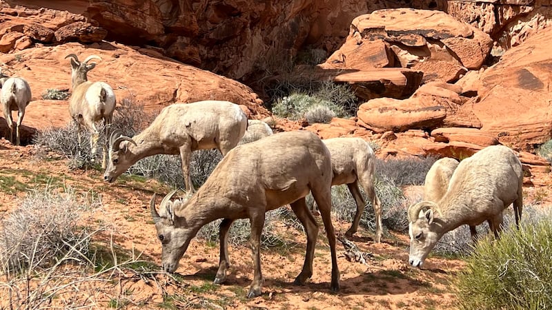 Valley of Fire State Park