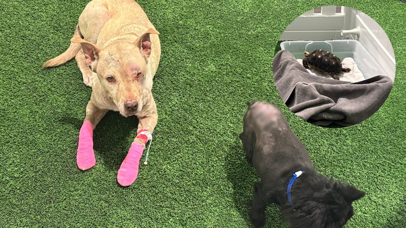 Three animals have reunited and are now recovering at an animal hospital in Henderson after...