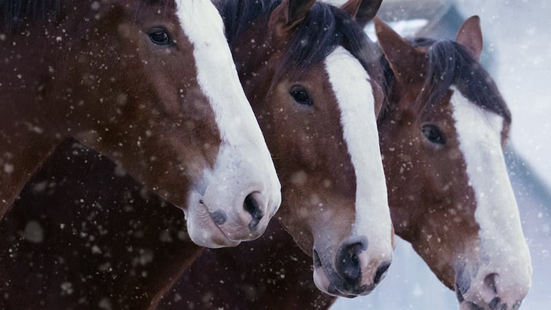 Guess who's starring in Budweiser's 2024 Super Bowl ad?