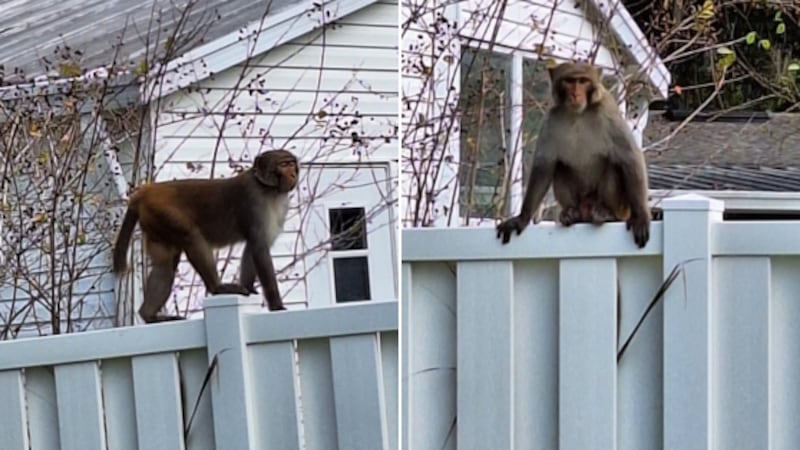 Police said monkey sightings have been reported in Orange City, Florida.