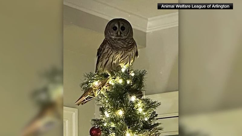 A family got an early gift above their Christmas tree when an owl replaced their star...