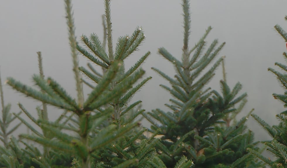 North Carolina harvests more than 3 million Christmas trees each year, generating more than...