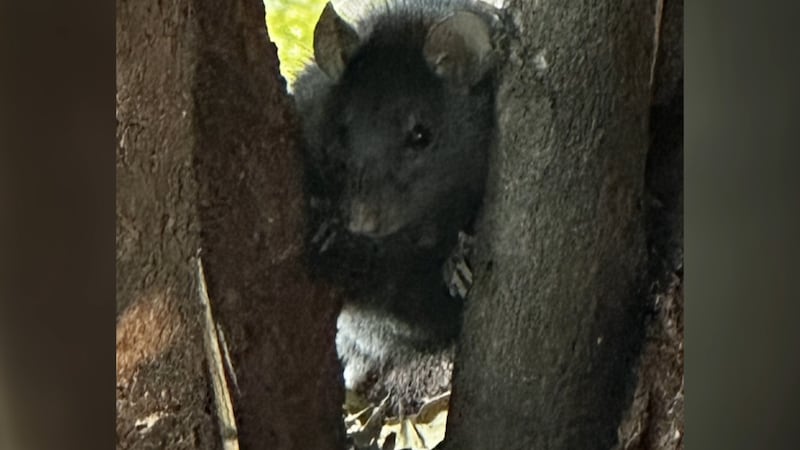 More rats popping up in Las Vegas