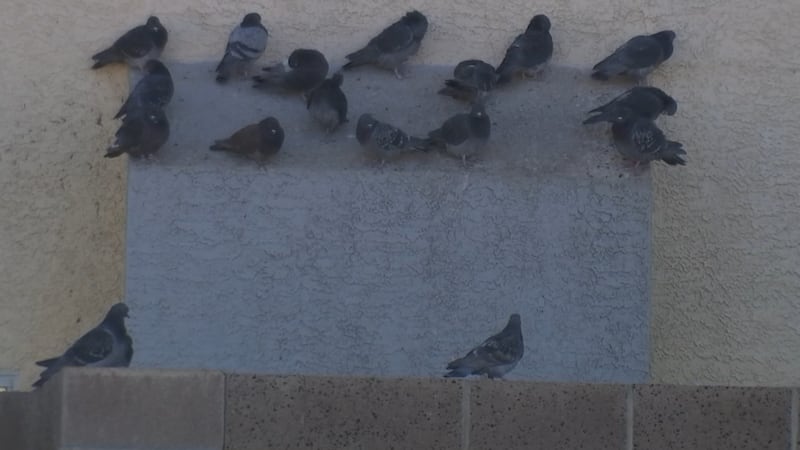 Pigeons taking over one Henderson neighborhood